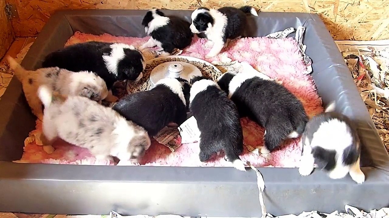 Mafalda's Border Collie-Cachorros Lenka & Indi  19-03-15-B