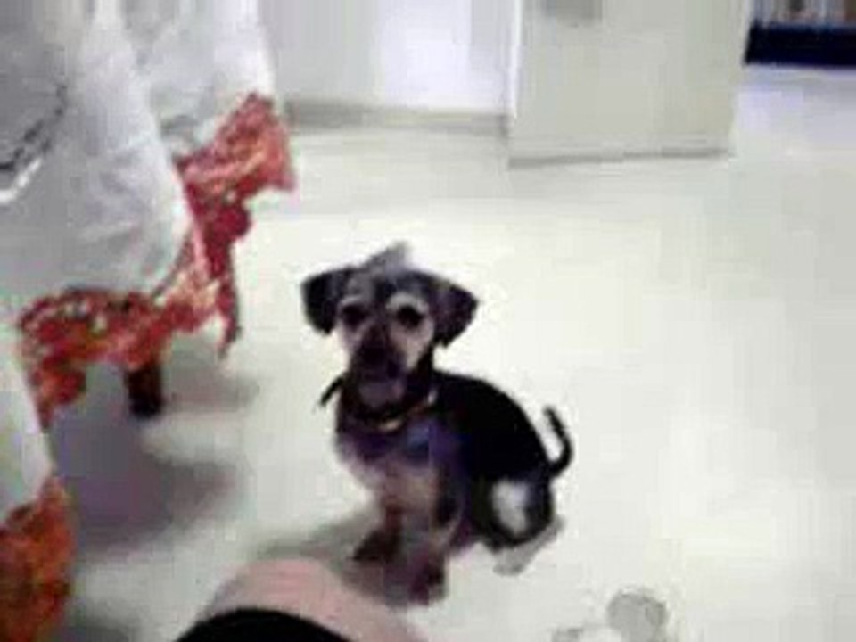 Mi perro