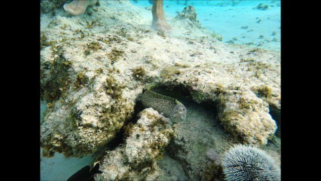 San Andres Island 2015 Snorkeling Manta Rayas