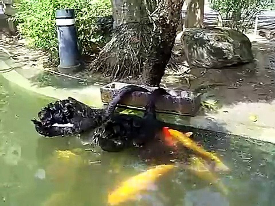 Cygnes noirs nourrissant des carpes koï
