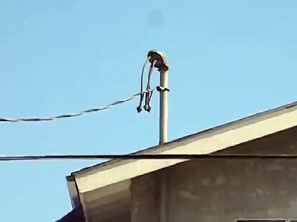 What a pigeon hunt watch carefully i bet you will watch it again.