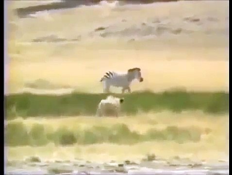 Crater Lions Of Ngorongoro - African Animals (Nature Wildlife Documentary)