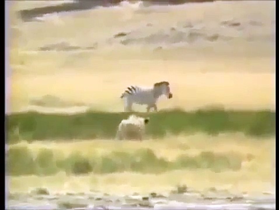Crater Lions Of Ngorongoro - African Animals (Nature Wildlife Documentary)