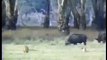 Crater Lions Of Ngorongoro - African Animals (Nature Wildlife Documentary)