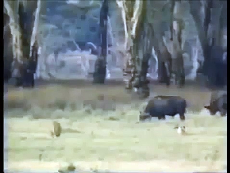 Crater Lions Of Ngorongoro - African Animals (Nature Wildlife Documentary)
