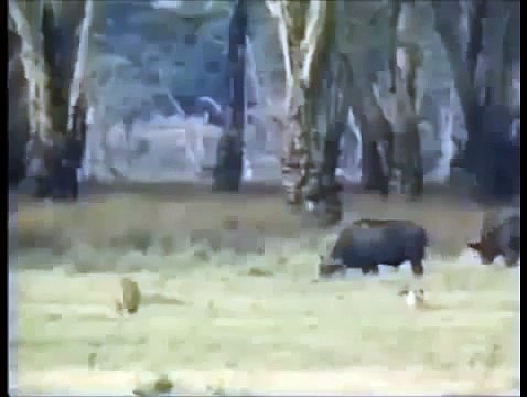Crater Lions Of Ngorongoro - African Animals (Nature Wildlife Documentary)