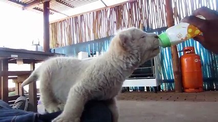 New Born White Lion Cub and Dogs Best Friends