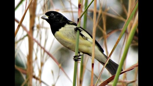Coleiro Baiano + Canto Tui Tui Viviti Puro