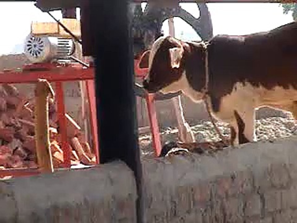 EH dairy farm 419jb gojra pakistan (104) ANIMALS