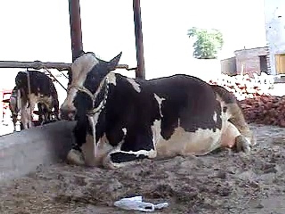 EH dairy farm 419jb gojra pakistan (97) ANIMALS
