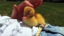 Cute duckling is very sleepy