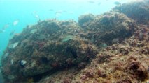 Ilha do Tesouro, Moai Gigante da Ilha da Páscoa, Praia Secreta, Peixes Venenosos, Navegação no Arquipélago da Almada, 25 milhas submarinas, Marcelo Ambrogi, Ubatuba, SP, Brasil, (7)