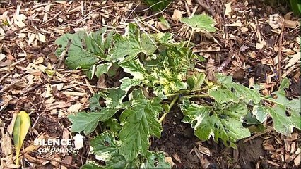 Silence, ça pousse ! 18.03.2015 VOSTF France 5 - Dysneyland - Osier - Pesticides...