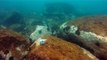 Ilha do Tesouro, Moai Gigante da Ilha da Páscoa, Praia Secreta, Peixes Venenosos, Navegação no Arquipélago da Almada, 25 milhas submarinas, Marcelo Ambrogi, Ubatuba, SP, Brasil, (22)