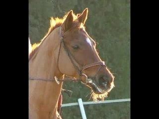 Ma vie avec les chevaux