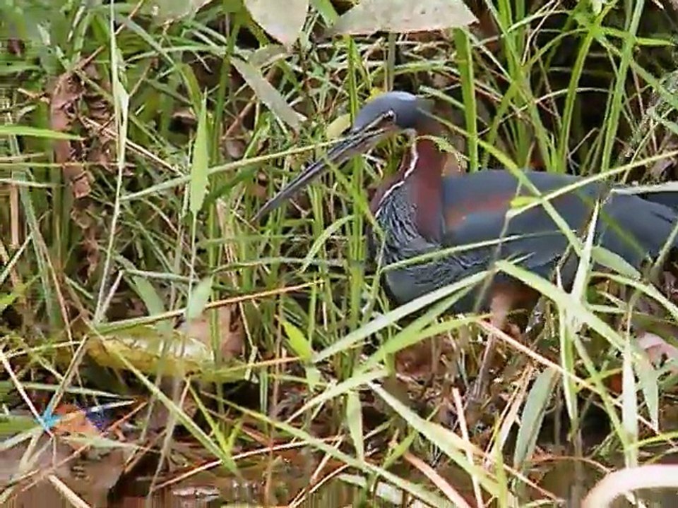 Costa Rica es hogar de una de las aves más hermosas del mundo