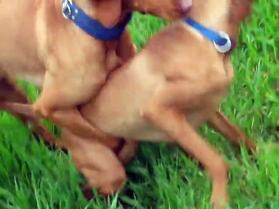 Dog Breeding  Magyar Vizsla Saar en Chivas