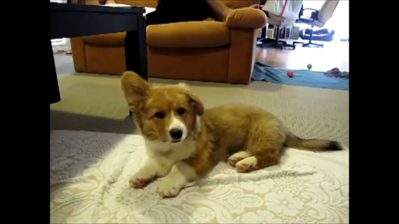 FUNNY DOG VIDEOS