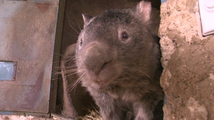 Australia: Meet Patrick, the oldest and biggest wombat in the world!