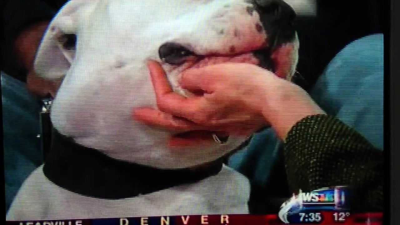Kyle Dyer gets bit by dog live