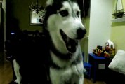 Mishka says  Hello  - Even Better! - Dog Talking
