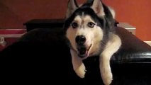 Mishka says  I love you mom ! - Husky Dog Talking