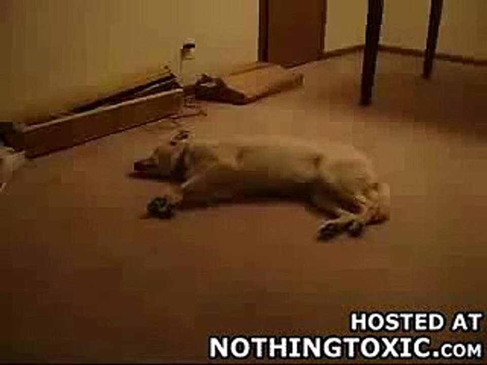 Running Dog