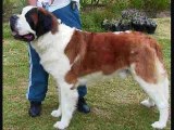 The largest and biggest dog breeds