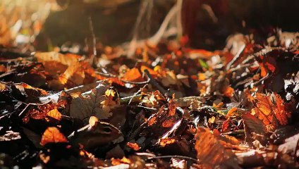 シマリスとスコーピオンマウスの視点で自然が映し出される！映画『小さな世界はワンダーランド』予告編