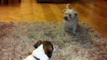 [ Jasmina & Erni ] - funny clips -  Bichon frise vs Jack russell terrier. Funny dogs.