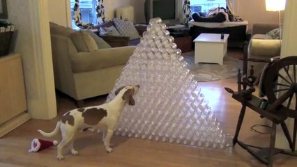 Best Dog Gift Ever - Dog Receives 210 Bottles for Christmas  Cute Dog Maymo