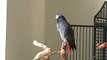 Parrot Whistles On a Famous Song