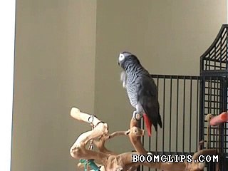Parrot Whistles On a Famous Song