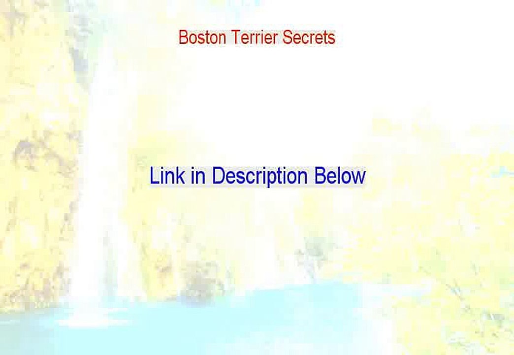 Boston Terrier Secrets Free Download [Download Now 2015]