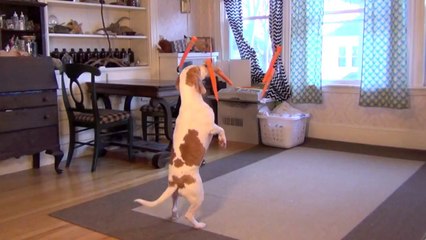 Dog Vs  Flying Carrots   Funny Dog   Funoncamera
