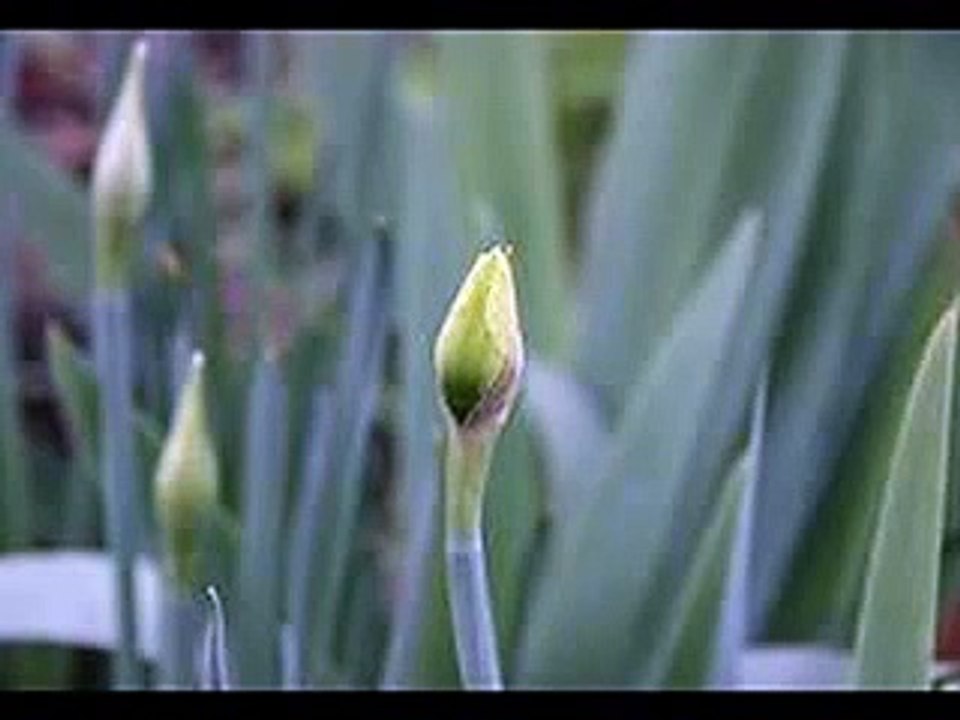 seyduna türküleri-yüregine selam söyle