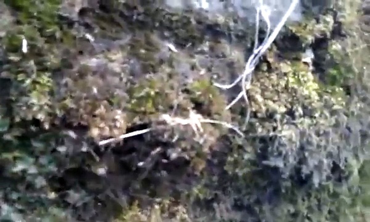 Lair million spiders