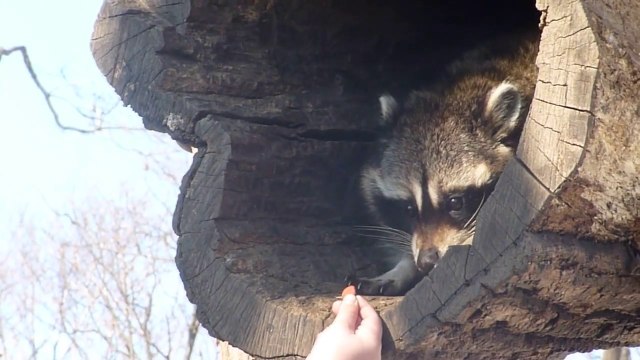 Un raton laveur très timide mais trop mignon