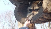 Adorable racoon : so shy but so cute!