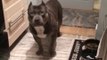 Cute American pitbull dog answers questions by yes or no