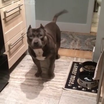 Cute American pitbull dog answers questions by yes or no