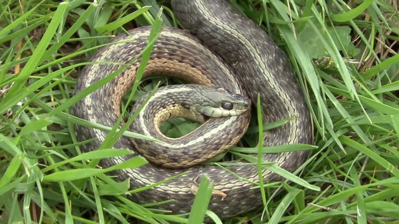 Depressed Snake Commits Suicide bitting his own neck