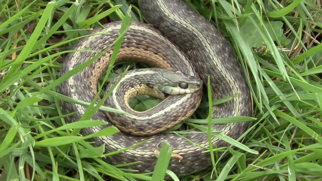 Depressed Snake Commits Suicide bitting his own neck