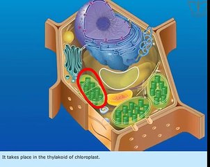 TNSB 12th standard Bio - Botony (Light reaction)