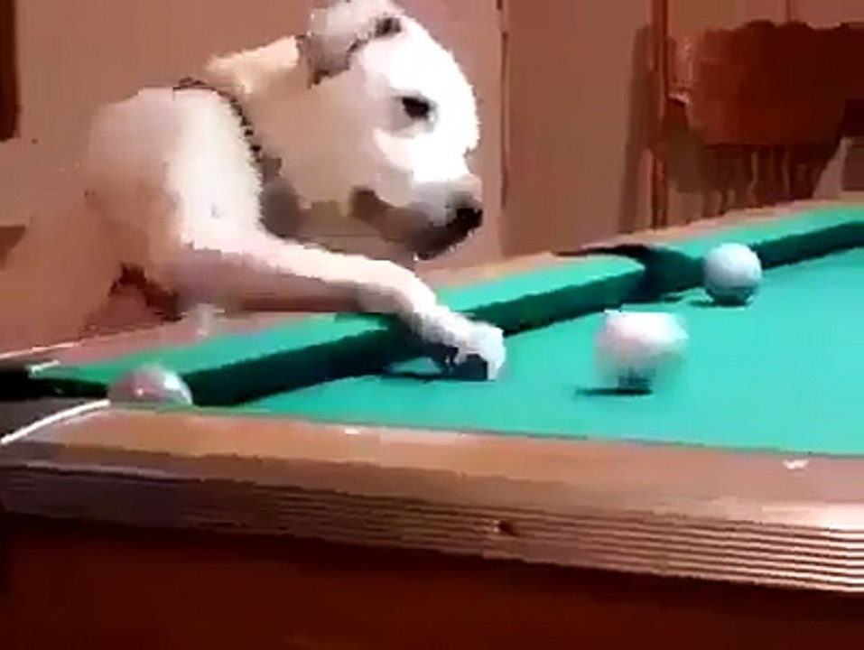 This Dog has the Skills