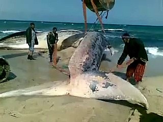 Very Big Fish