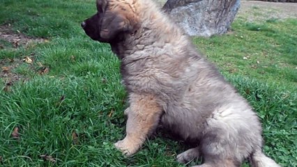 Léon du Clos du Grand Saint Cyr, né le 10 janiver 2015