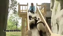 LOL funny cute pandas video compilation 2015