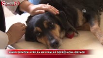 Sahiplerinden ayrılan hayvanlar depresyona giriyor