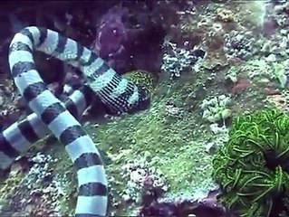 Deniz Yılanının Müren Balığı Avı